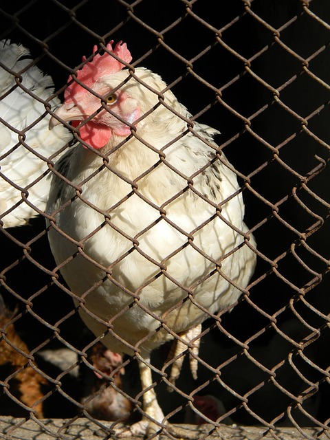 通过促进国 通过促进国